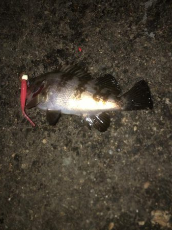 サイズはダウン中